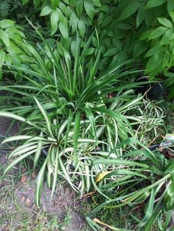 linda maseta de liston blanco y verde.spaider plant