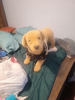 Big stuff dog