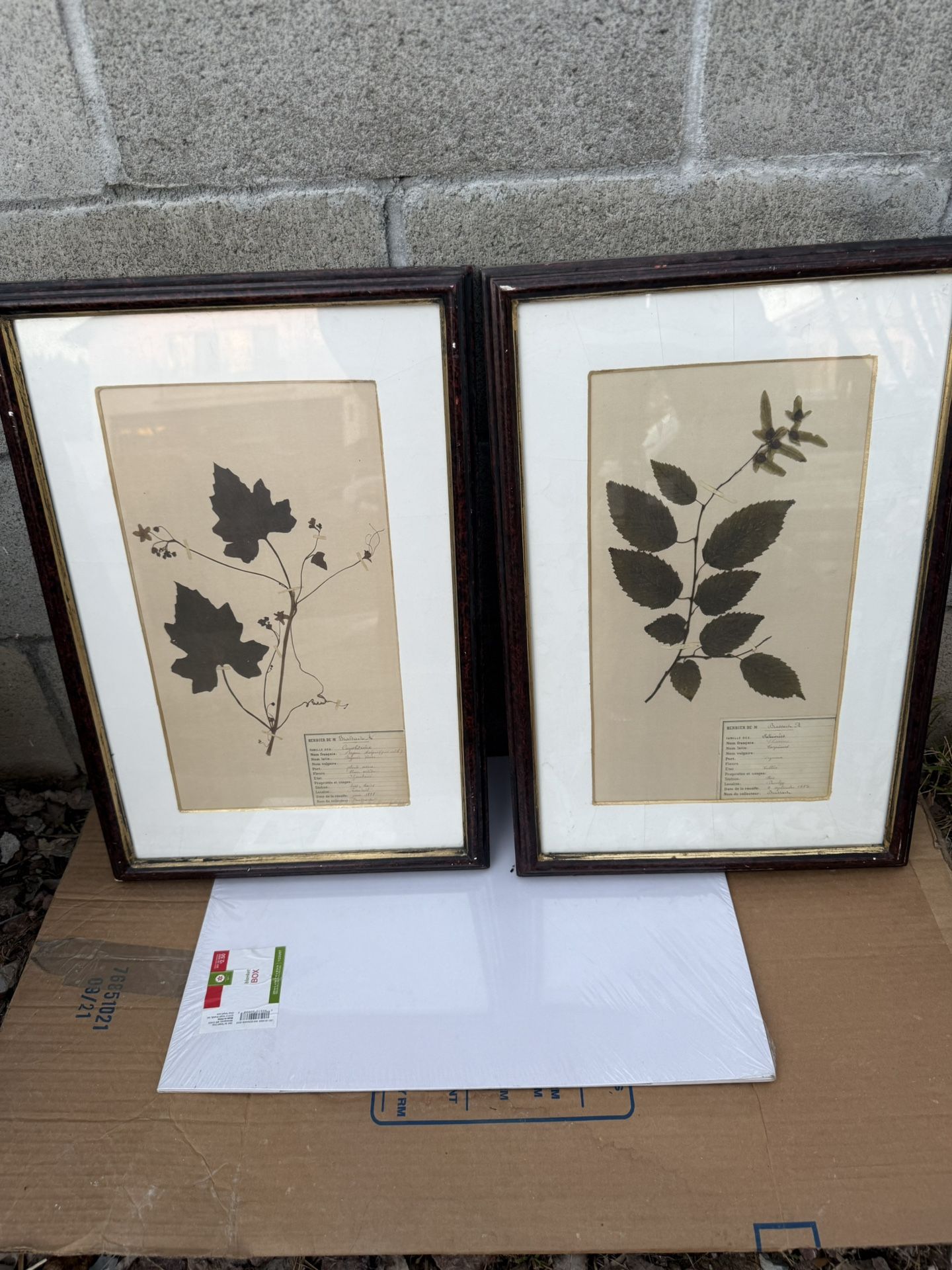 Pair Of Brassars Collection