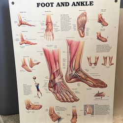 Doctors Office Foot And Ankle Poster Board/Study Aid 