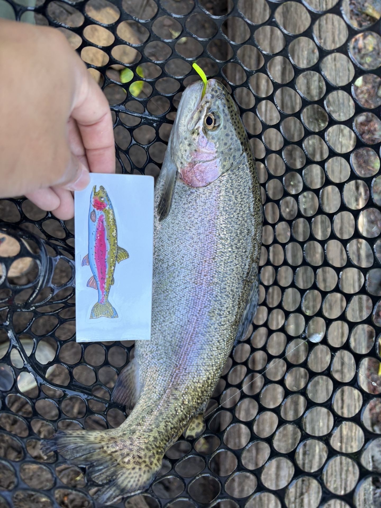 Hand Drawn Trout Decals