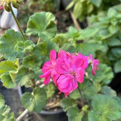 Malva