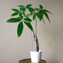 Lush Lucky Money Tree Plant/ Indoor Plant/ House Plant Flower Patio Garden 
