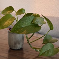 Pothos Plant