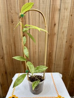 Hoya Publicalyx Splash 