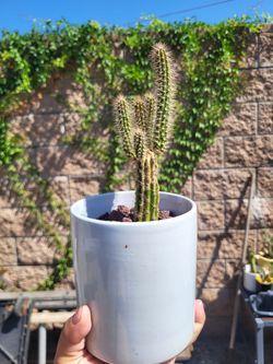 peniocereus cactus