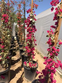 Bougainvillea 15 Gal 