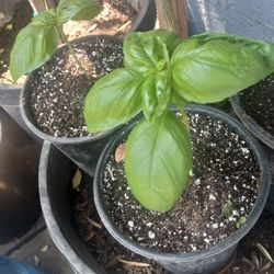 Basil Plants 😃😃😃😃take 2 For $8
