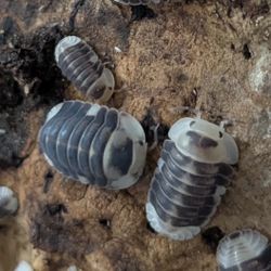 For All Your Bioactive Needs. 