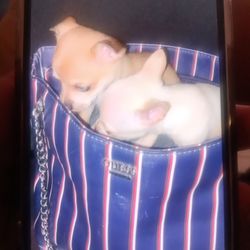 Guess Bag Travel Bag 