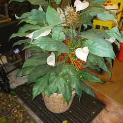 Gorgeous Artificial Larg Plants 15 Each Final Price Look My Post Tons Item