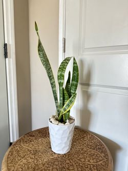 Sansevieria plant ( snake plant)