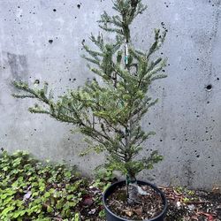 Abies koreana 'Horstmann's Silberlocke Fir