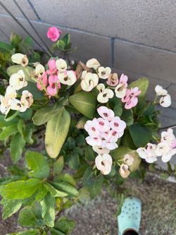 Crown of thorns.