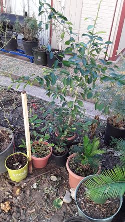 Orange Tree. (Naranjo) 