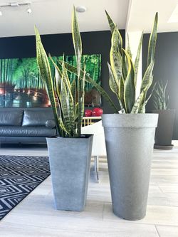 Live Snake Plant In A Contemporary 20" Square ($150) Or 26" Round ($170) Plastic Resin planter. Rainbow/Blue Diamond.