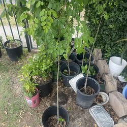 5 Gallon Moringa oleifera Malunggay Plant 3-4 Feet Tall
