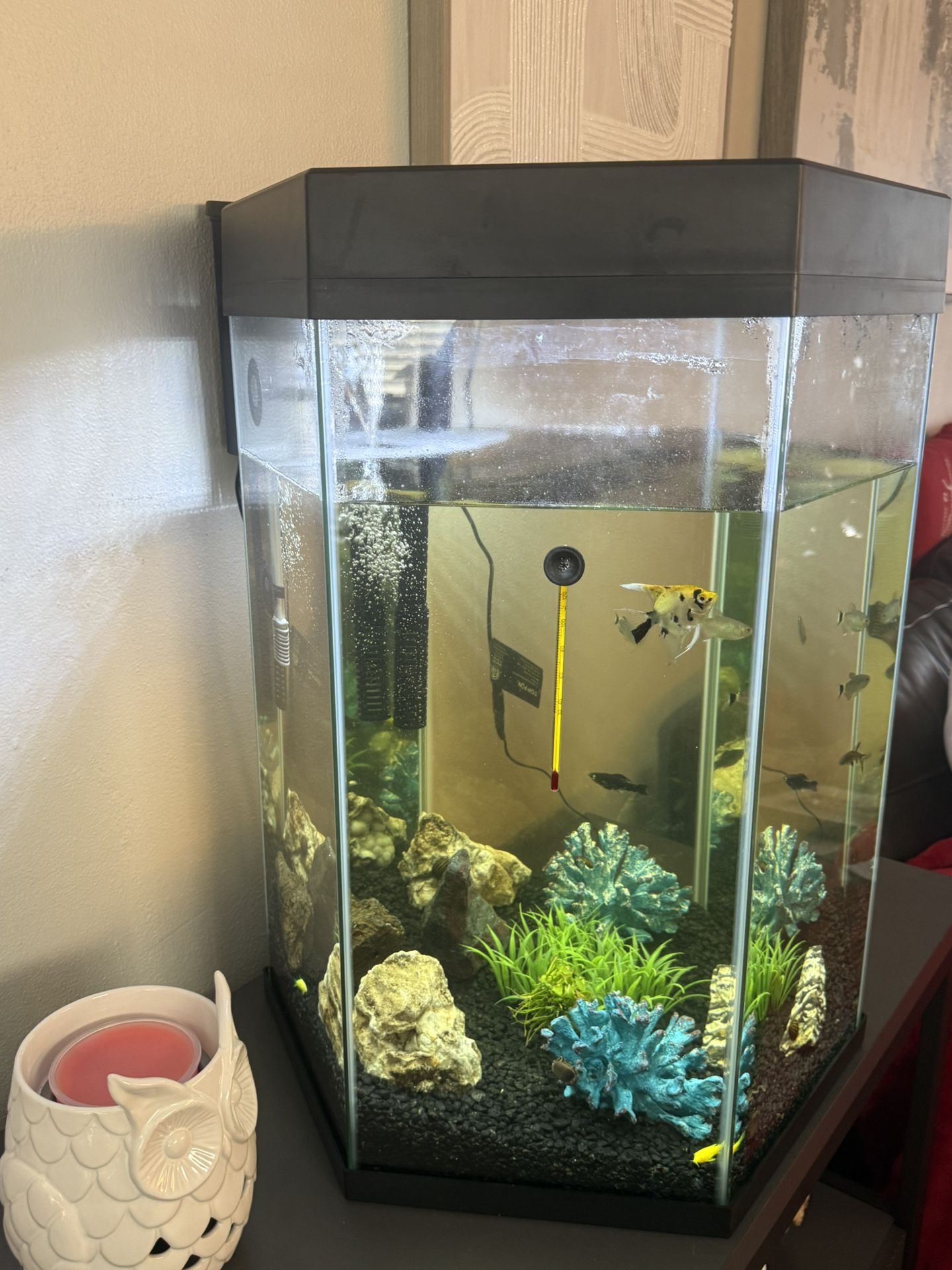 20 Gallon Hexagon Fish Aquarium and decor only