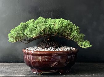 Bonsai Juniper 