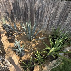 Save Money On Your Water Bill With Agave & Cactus 