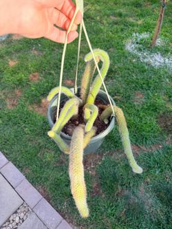 Big Monkey Tail Cactus About In 8” Hanging Pot