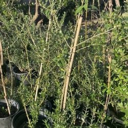 Olive Trees, 3 Foot Tall $35 Each Firm On Price
