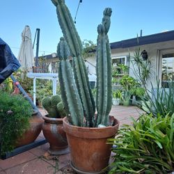 Almost 5 Feet Tall beautiful CACTUS 3 In One Pot. Needs A Nicer Pot Because Cactus Over Grew This Pot.