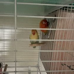 Bird Cage