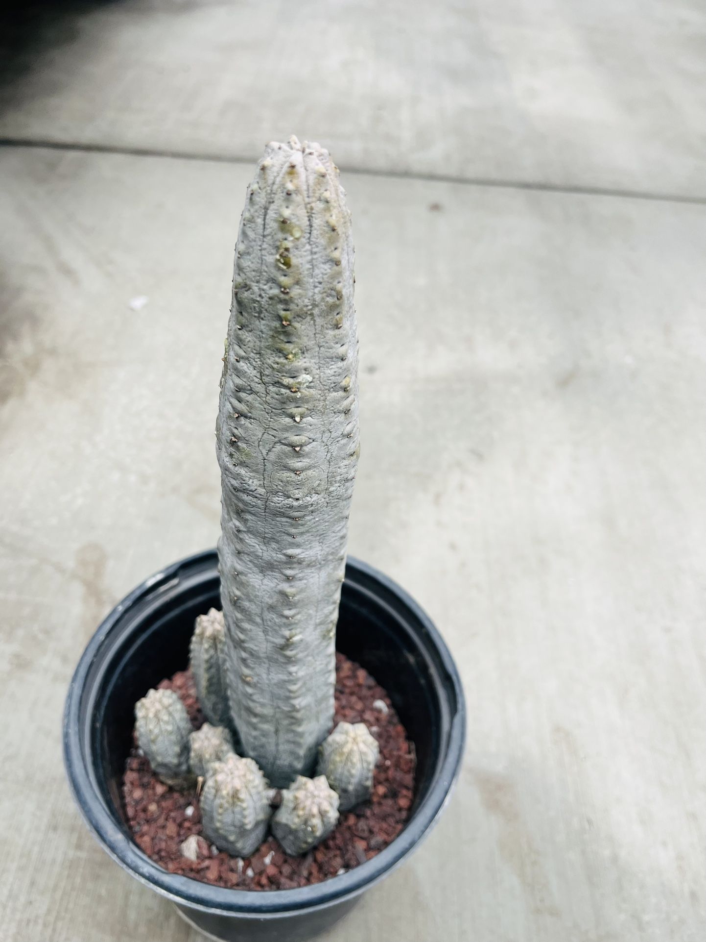 Euphorbia Abdelkuri Variegated Cluster Imported Cactus