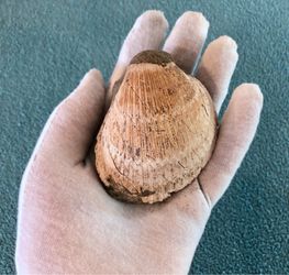 Pliocene Fossil Clam Shell Paired w/ Giant Pacific Cockle Shell