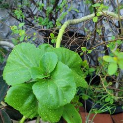 SNAKE PLANT WITH BONUS PURPLE-FLOWERED TREE.