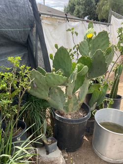 Cactus tunero