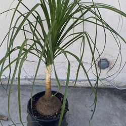 Beaucarnea Recurvata, Elephant Foot Palm Live Plant , In 3 Gallóns Pot Pick Up Only