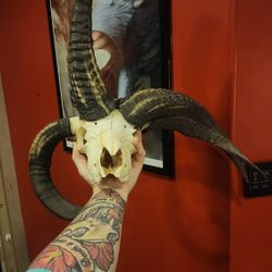 4 Horned Jacob's Skull