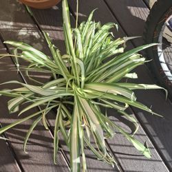 Plants