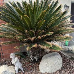 4 Foot Sago Palm