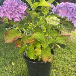 Hydrangea plant perennial