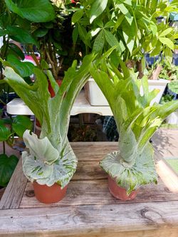 Plants (6”pot🌿Superbum staghorn fern $50 each)