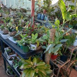 Hello Summer 🌞 Plant Sale 