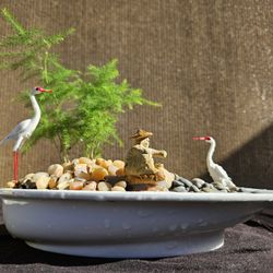 Asparagus Fern ( Asparagus setaceus ) Bonsai Tree,  Outdoor and Indoor plant 