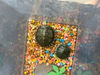 30 gallon turtles tank *needs a home asap*