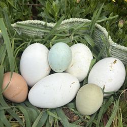 Geese eggs 🪿 🥚 $5 Each
