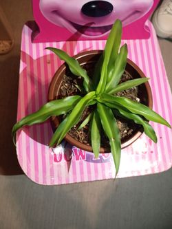 Green spider plants