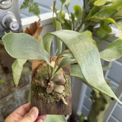Mounted Staghorn