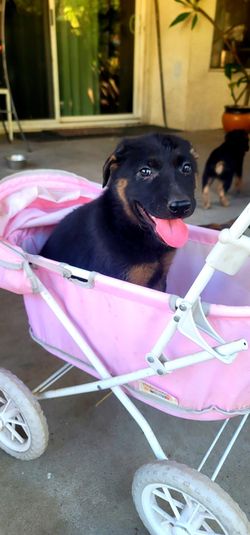 Puppy stroller