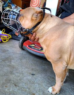 Metal leather muzzle