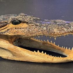 Alligator Head