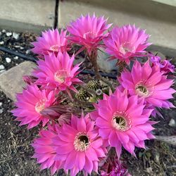 Easter Lily Cactus