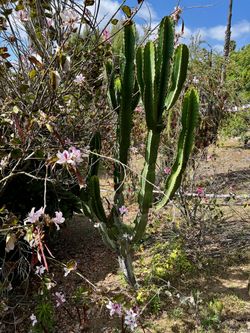 10 ft tall Euphorbia ingens (Candelabra tree)