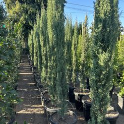 Italian Cypress